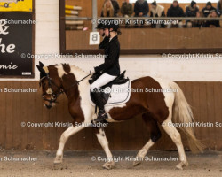 Dressurpferd Pony (Pony ohne Rassebezeichnung, 2018)