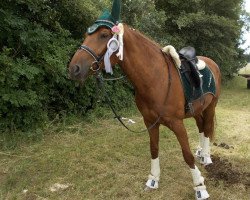 dressage horse River Diamond S (Württemberger, 2004, from Royaldik)