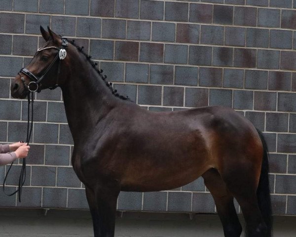 dressage horse Foundation's Felina (Hanoverian, 2017, from Foundation 2)