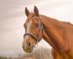 horse Son van Deyke (Trakehner, 1999, from Van Deyk)