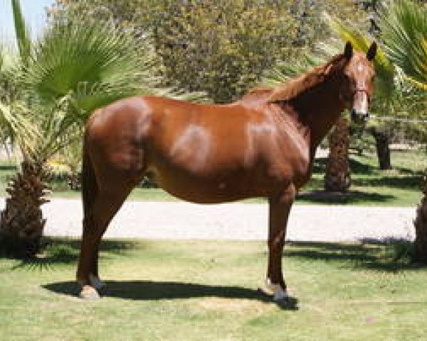 broodmare Opale Mail (Selle Français, 2002, from Narcos II)