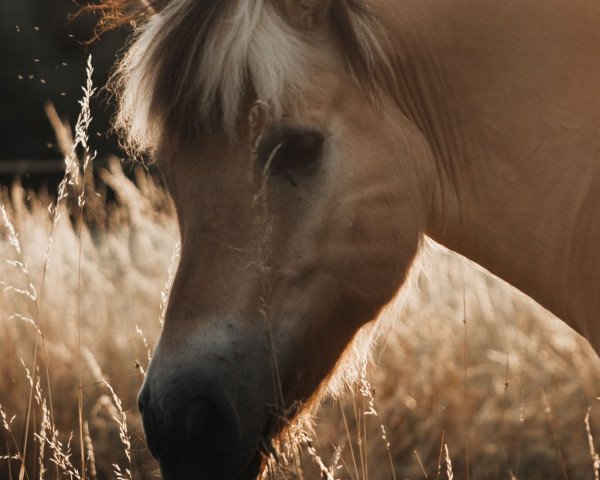 Pferd Kvestar (Fjordpferd, 2014, von Havik IV)