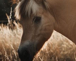 horse Kvestar (Fjord Horse, 2014, from Havik IV)