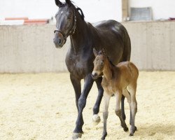 Springpferd Walina (Deutsches Sportpferd, 2019, von Canoso)