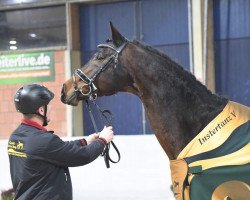 stallion Instertanz V 241 FIN (Westphalian, 2006, from Insterburg TSF)