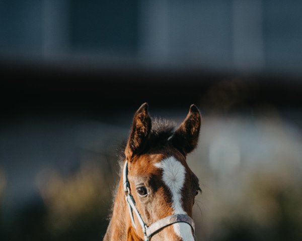 dressage horse Pauline SW (Holsteiner, 2022, from Goldball)