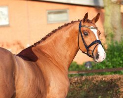 dressage horse Fidelio 333 (Oldenburg, 2014, from Don Frederic 3)