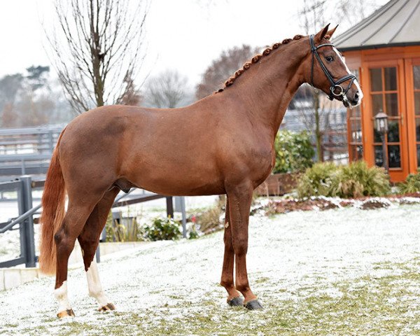 stallion DSP Dominy (Bavarian, 2012, from Diamond Hit)