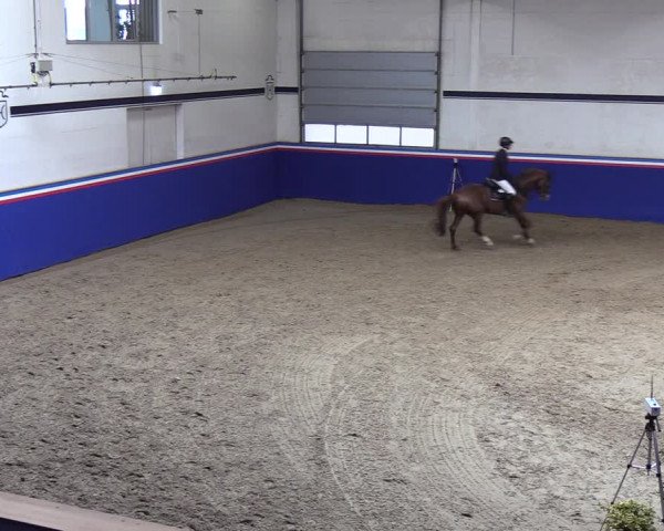 Reitturnier Elmshorn 2023
