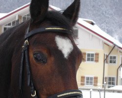 broodmare Famous Lady (Holsteiner, 1991, from Feldherr)