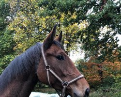 broodmare Kascaya (Holsteiner, 2017, from Constanzehof's Barcley)