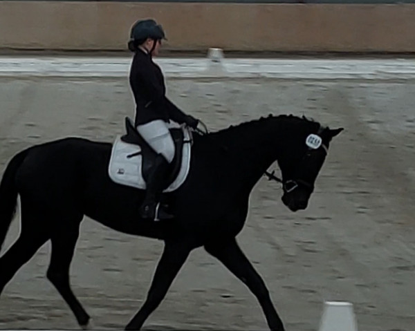 dressage horse Dario (Westphalian, 2006, from Dream On)