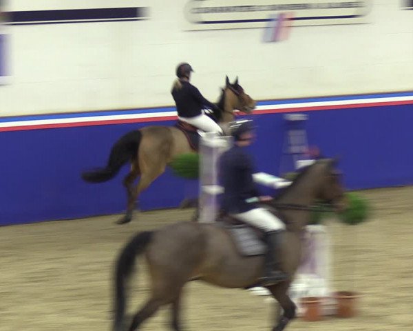 Reitturnier Elmshorn 2023