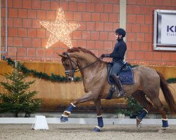 dressage horse Vancouver Q (Westphalian, 2016, from Vitalis)