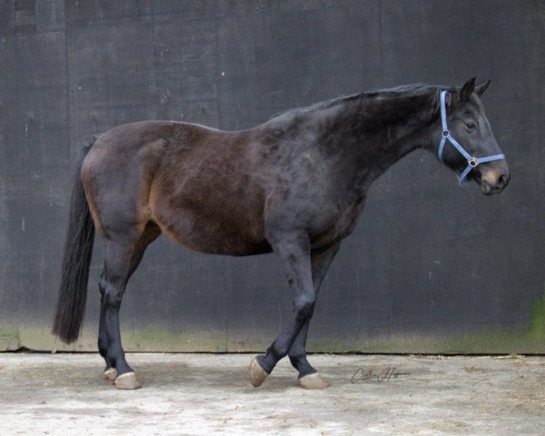 broodmare Uma Sofia (Holsteiner, 2004, from Carry)