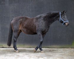 broodmare Uma Sofia (Holsteiner, 2004, from Carry)