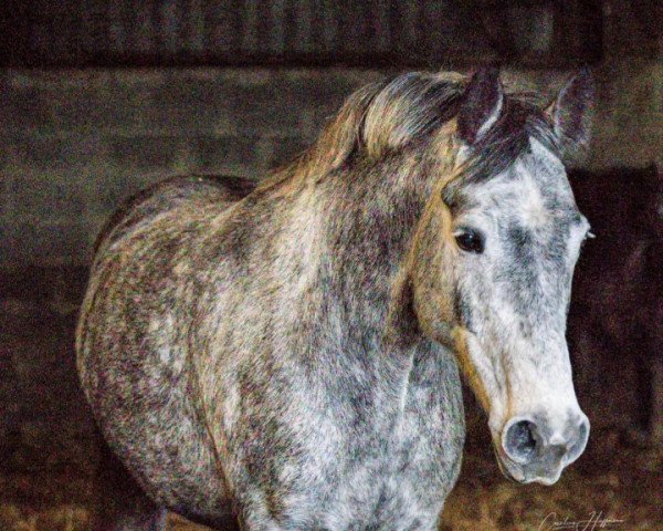 Springpferd Isella Sofia (Holsteiner, 2016, von Chippendale 11)