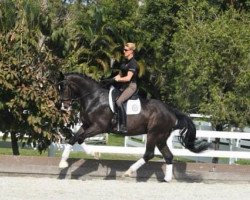 dressage horse Caillou (Austrian Warmblood, 2016, from Contez)