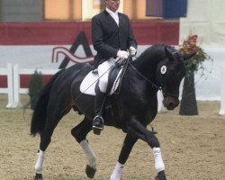 stallion Contez (Austrian Warmblood, 2006, from Contendro I)