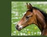 broodmare Lombardei (Oldenburg, 2008, from Rosandro)