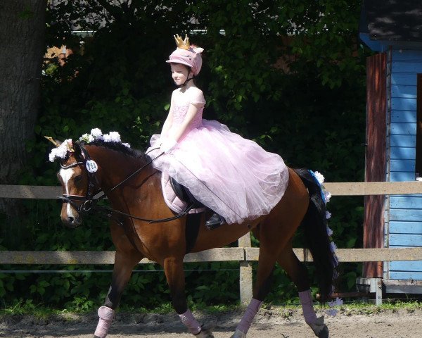 dressage horse Sabrina Sternenschweif (Welsh-Cob (Sek. C), 2015, from Caerneuadd Hywel)
