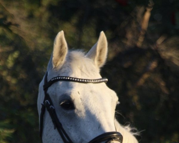 jumper Coolboy 8 (Hanoverian, 2010, from Chalet)