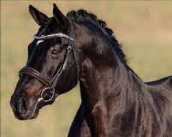 stallion Diamond Head (Hanoverian, 2019, from Diamond Hit)