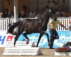 broodmare Scarlett 627 (Hanoverian, 2009, from Sandro Hit)