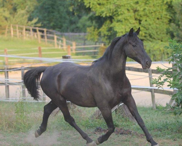 Pferd Apollo 50 (Österreichisches Warmblut, 1998, von Aloube Z)