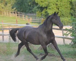 horse Apollo 50 (Austrian Warmblood, 1998, from Aloube Z)