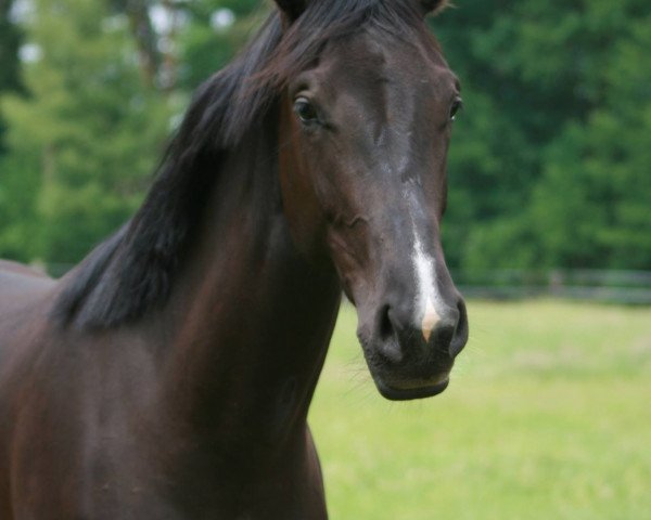 broodmare Van Ravenna (Hanoverian, 2014, from Vivaldi)