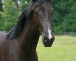 broodmare Van Ravenna (Hanoverian, 2014, from Vivaldi)