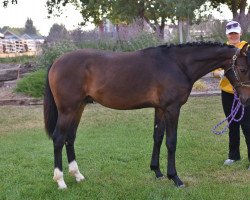 dressage horse Rammstein HH (Hanoverian, 2020, from Rascalino)