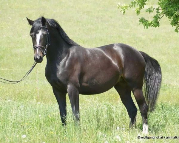 Zuchtstute Sie oder Keine (Alt-Österreichisches Warmblut, 2005, von Sir Oldenburg)