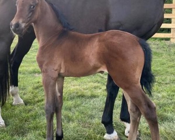 broodmare Diamond Doll (Hanoverian, 2019)