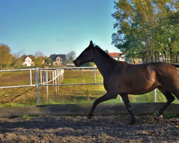 Pferd Semper (Deutsches Sportpferd, 2017, von Syrakus xx)