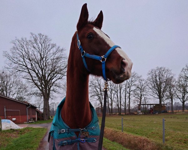 jumper Marzello (Westphalian, 2007, from Quidam's Rubin)