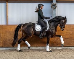 dressage horse Lybella La (Oldenburger, 2013, from Lord Loxley I)