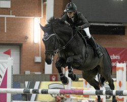 jumper Ispanets (Ukrainisches riding horse, 2014, from Cap Pas Cap van Godselbos)