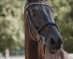 dressage horse Kelly Grace Fortuna (KWPN (Royal Dutch Sporthorse), 2015, from Fairytale)