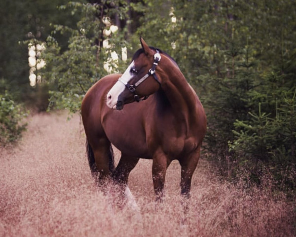 horse One Coco Gun (Paint Horse, 2012, from One Gun)