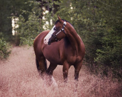 Pferd One Coco Gun (Paint Horse, 2012, von One Gun)