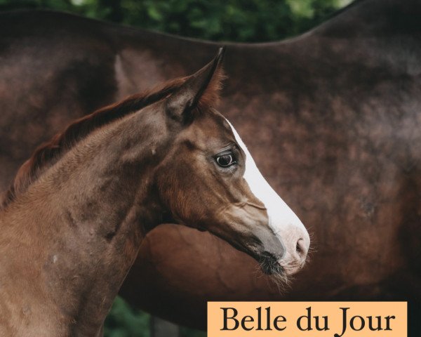 Dressurpferd Belle du Jour (Westfale, 2022, von Bonjour)