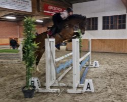 jumper In Between's Little Boy (Swedish Warmblood, 2017, from In Between)