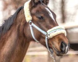 jumper Aida (German Riding Pony, 2007, from Offshore Energy R)