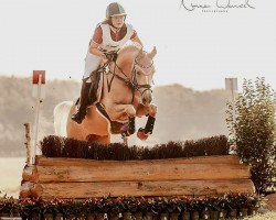 jumper Harlekin's Dancer (German Riding Pony, 2014, from Helios B)