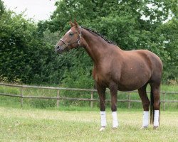 Zuchtstute Sir Lady (Westfale, 2007, von Sir Donnerhall I)