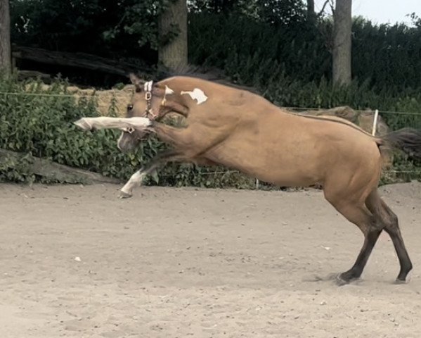 jumper Exponat (Little German Riding Horse, 2021, from Expecto Patronum 3)