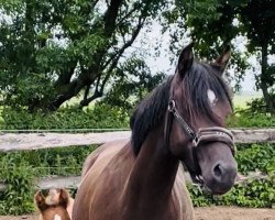 Zuchtstute Kiss Me (Arabisches Halbblut / Partbred,  , von Schierensees Mystic Cream)