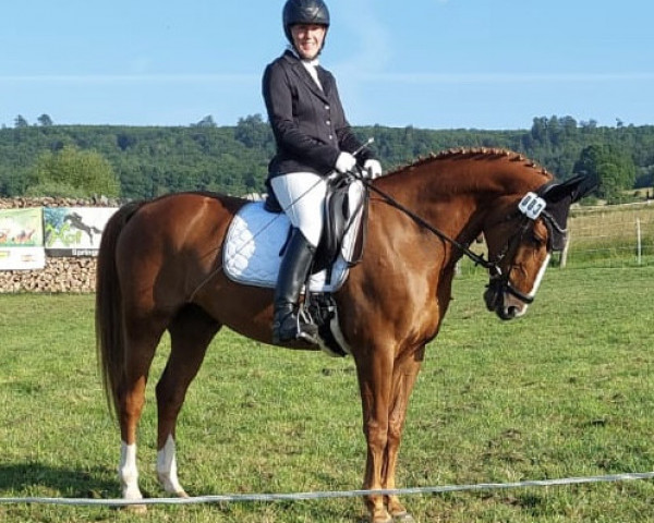 jumper Chopin 110 (Oldenburg show jumper, 2014, from Couleur Rubin)